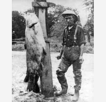 Record photograph for Ictalurus furcatus